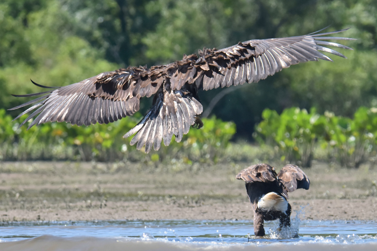 Eaglets Take Flight 39
