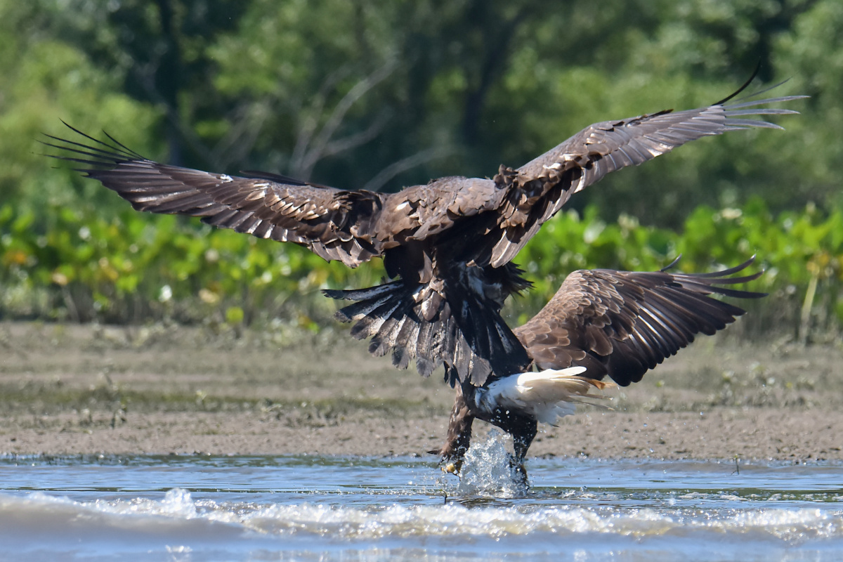 Eaglets Take Flight 40