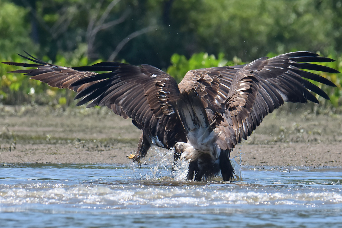 Eaglets Take Flight 41