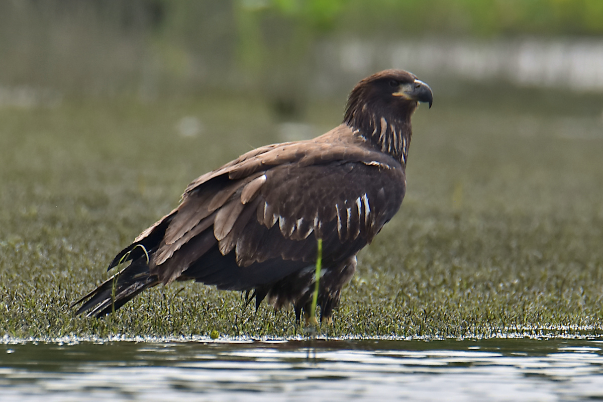 Eaglets Take Flight 43