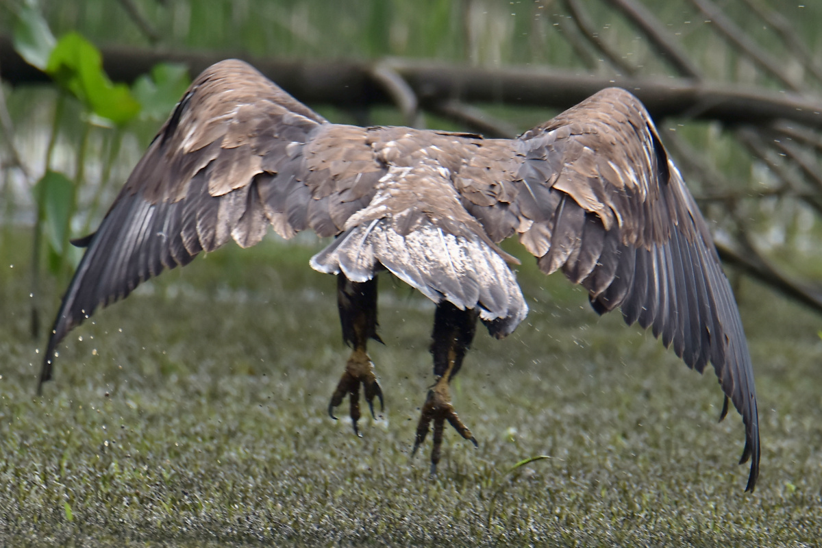 Eaglets Take Flight 44