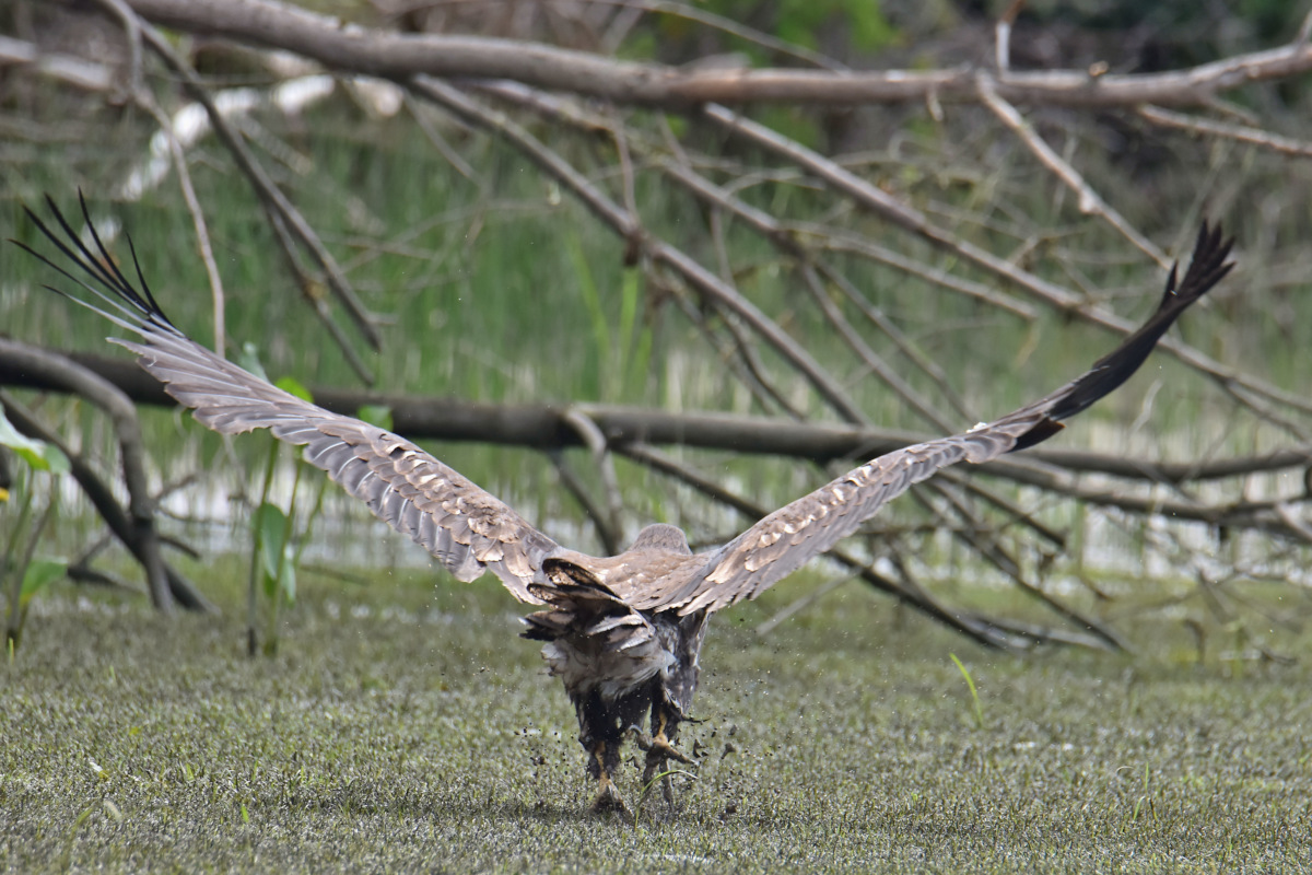 Eaglets Take Flight 45