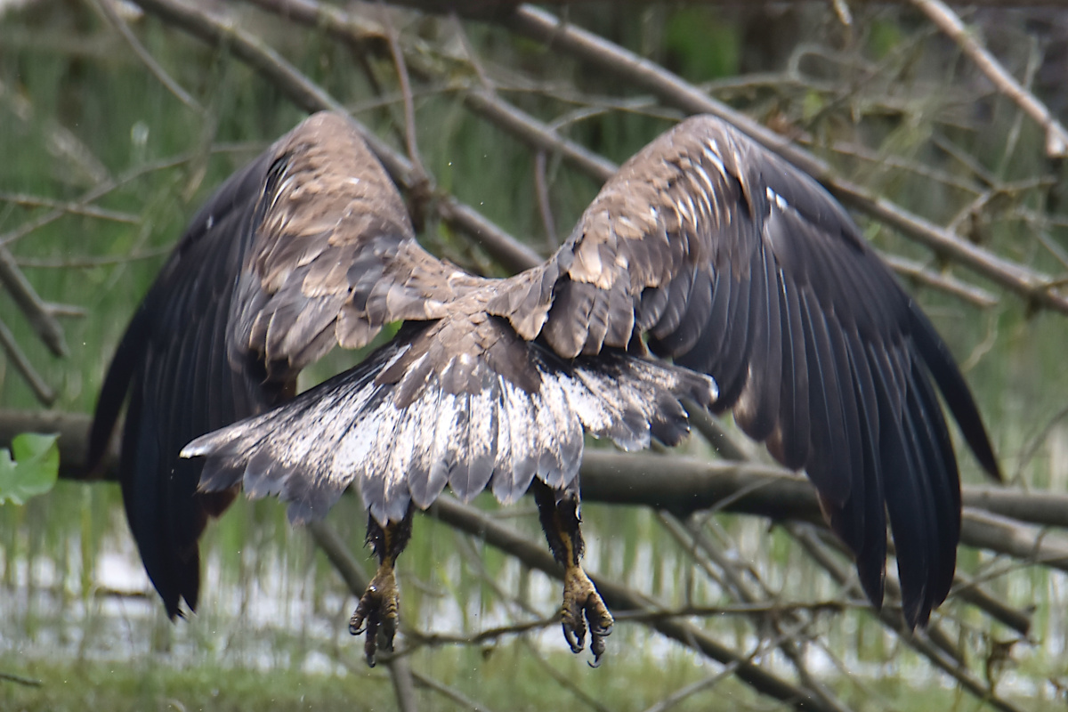 Eaglets Take Flight 46
