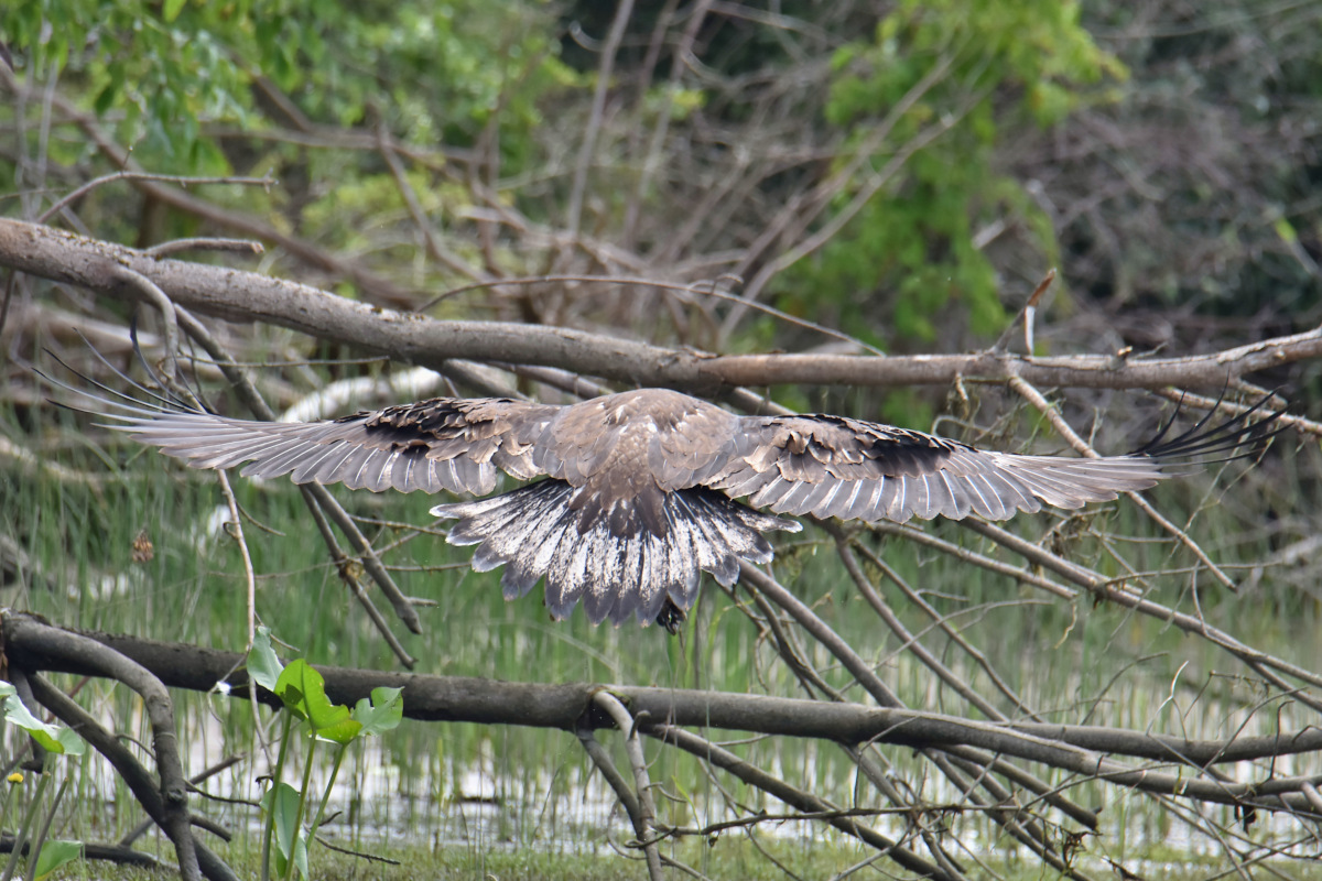 Eaglets Take Flight 47