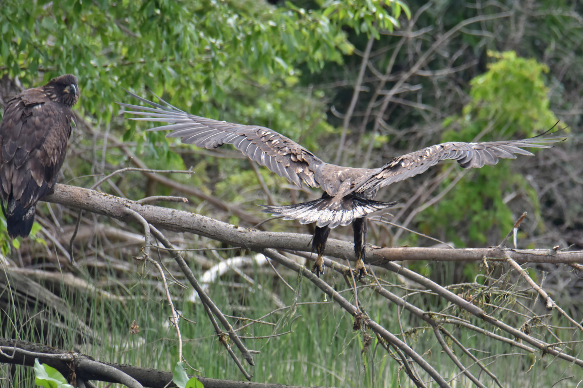 Eaglets Take Flight 48