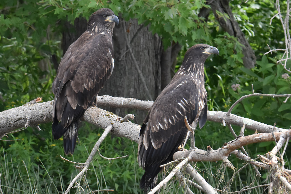 Eaglets Take Flight 49