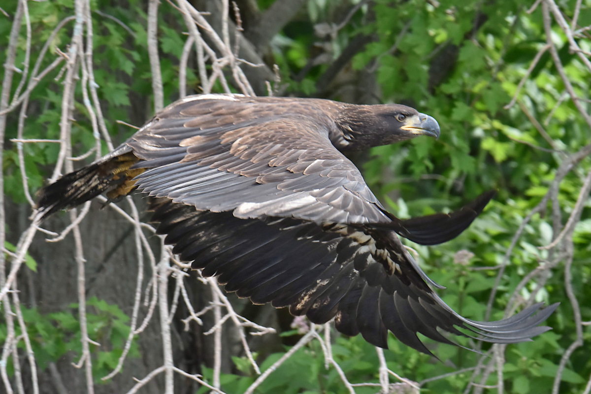 Eaglets Take Flight 50