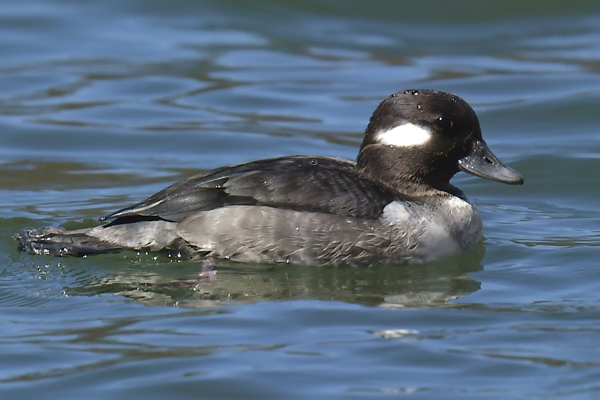 Early Spring at Washington Park Lake 02