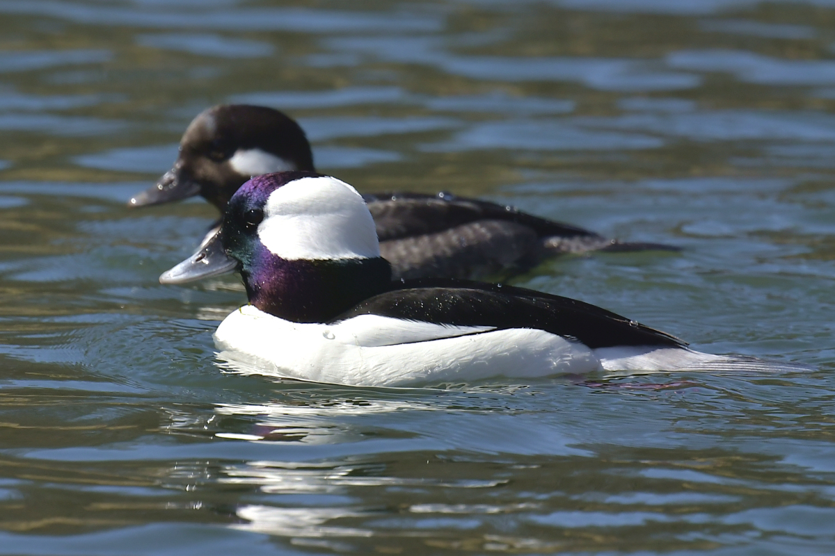 Early Spring at Washington Park Lake 05