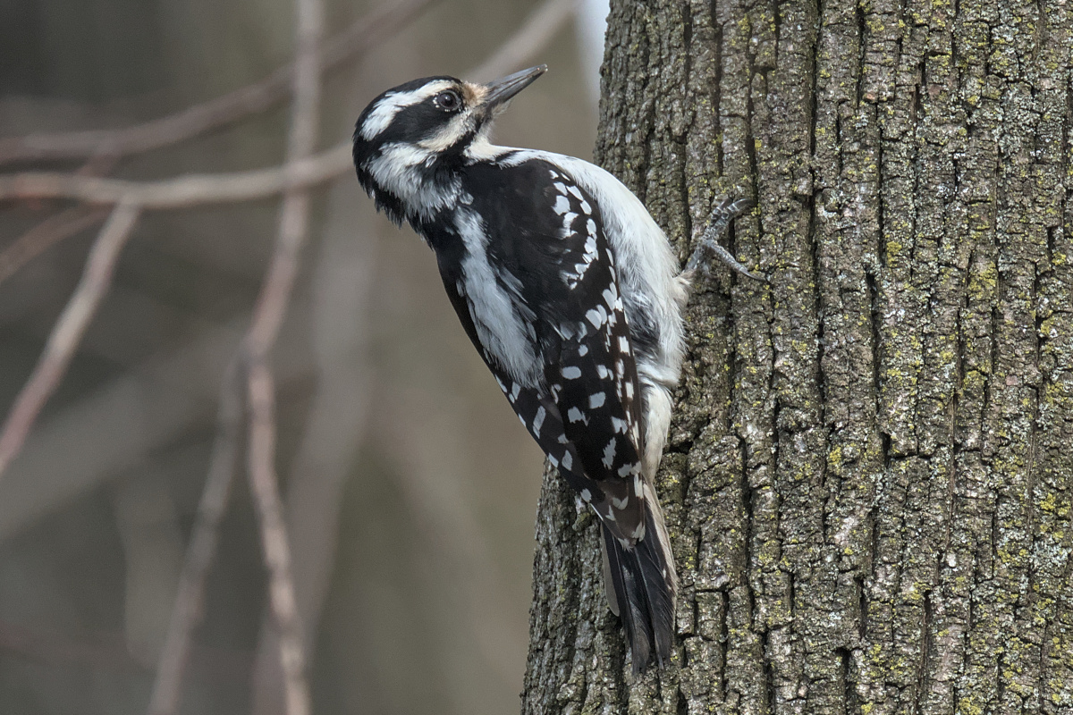Early Spring at Washington Park Lake 06