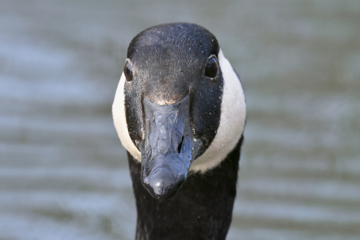 Early Spring at Washington Park Lake 07