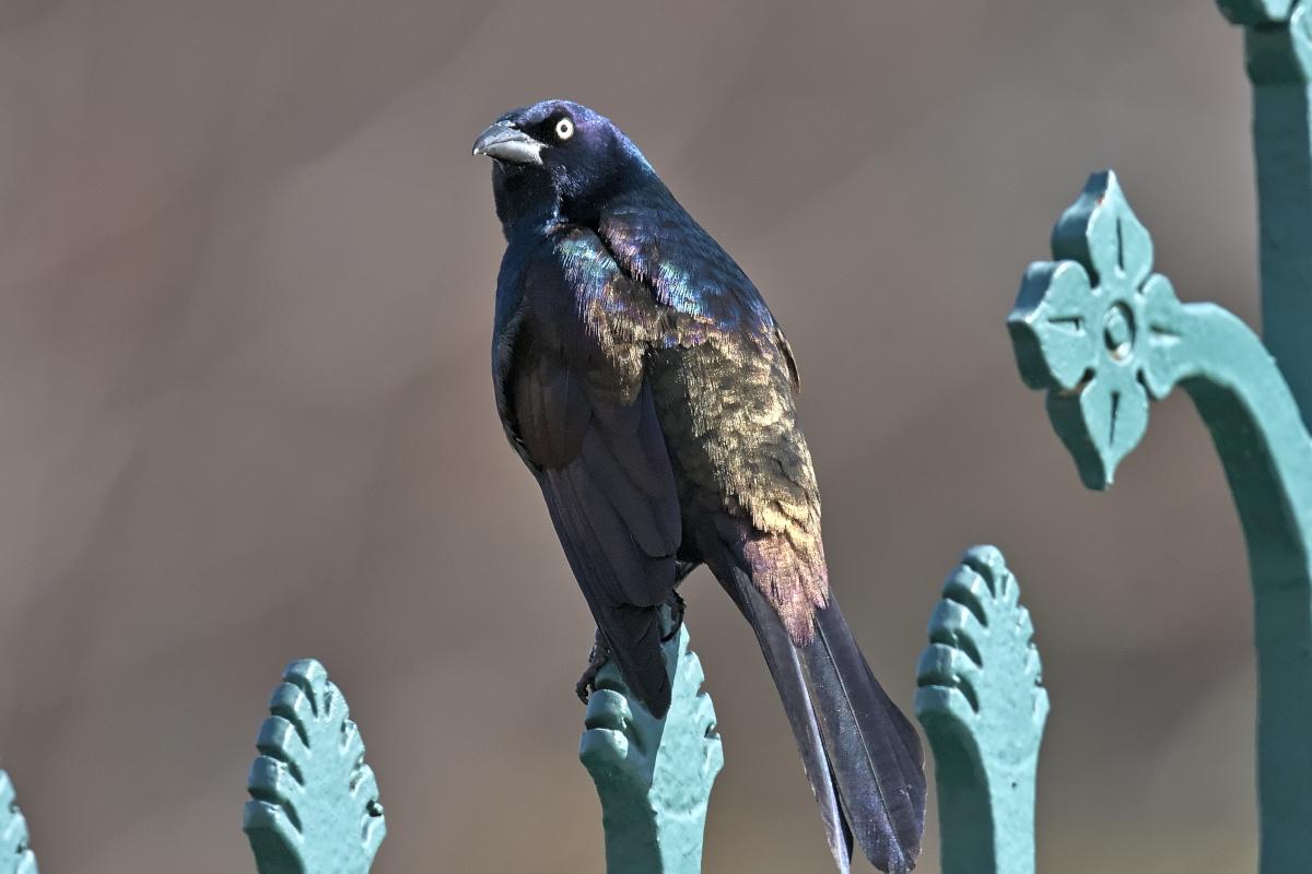 Early Spring at Washington Park Lake 08
