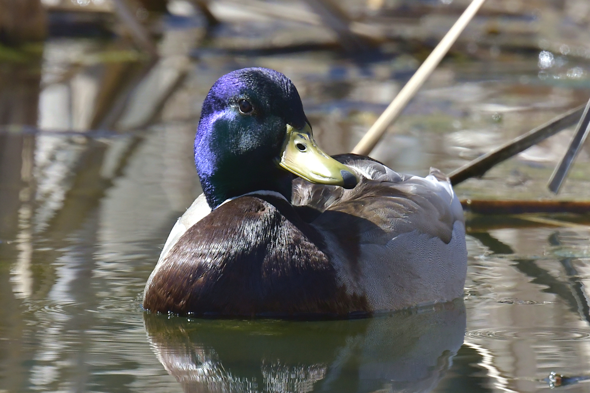 Early Spring at Washington Park Lake 10