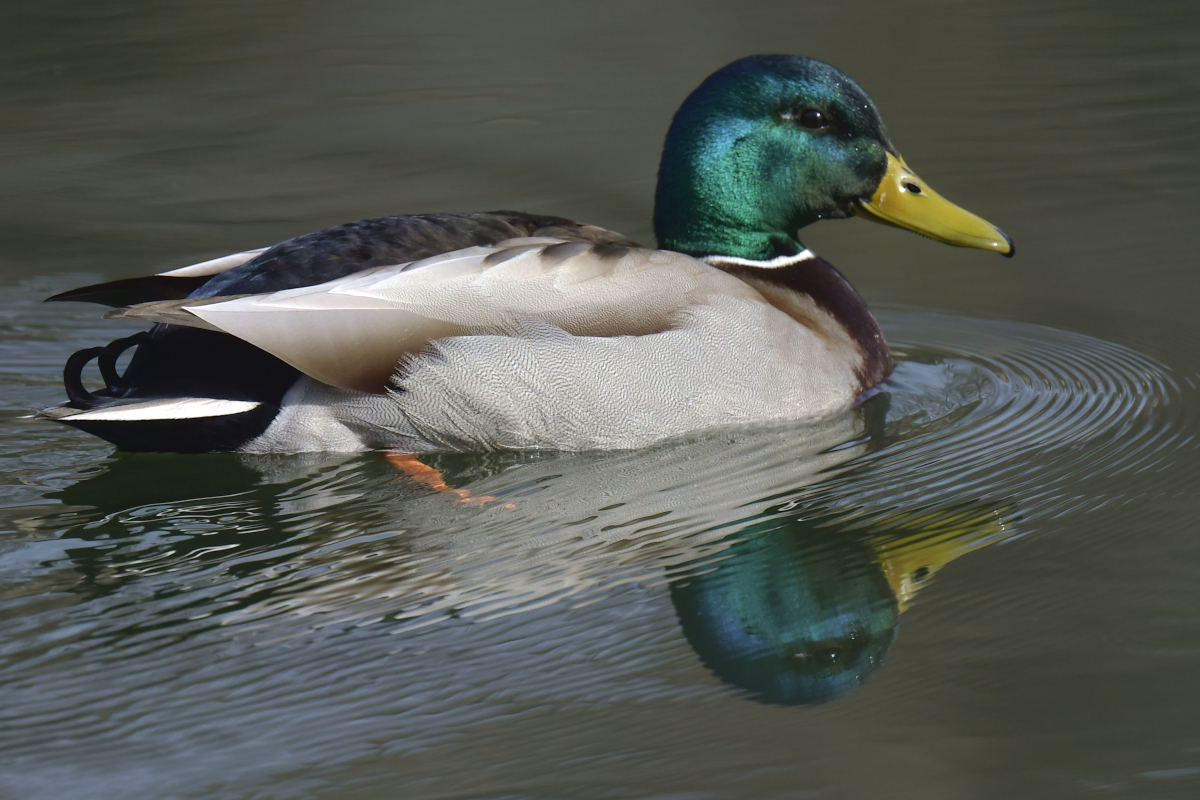 Early Spring at Washington Park Lake 11