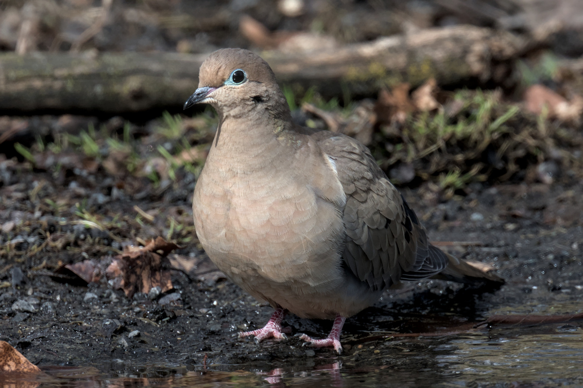 Early Spring at Washington Park Lake 12