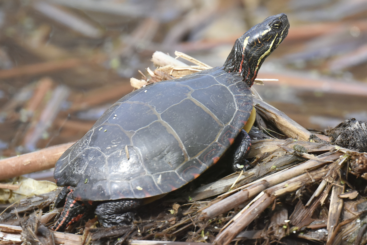 Early Spring at Washington Park Lake 13