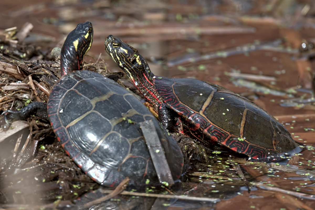 Early Spring at Washington Park Lake 14