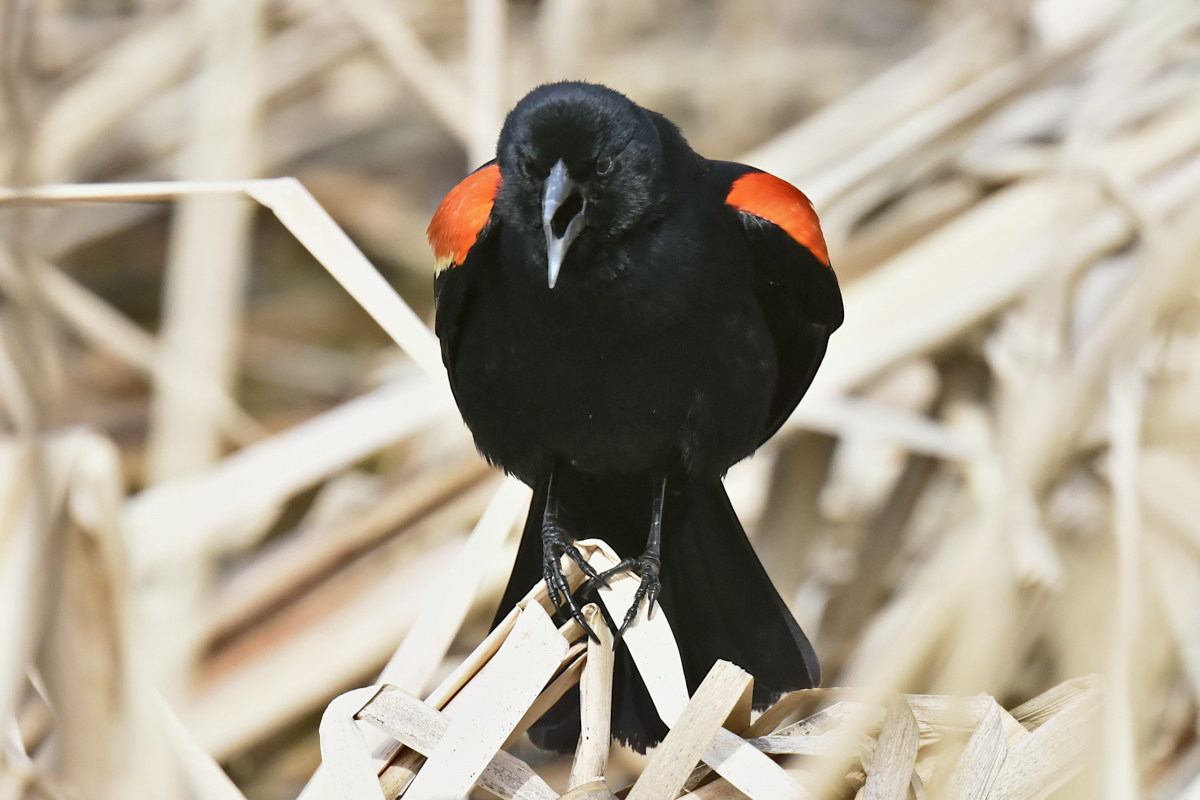 Early Spring at Washington Park Lake 15
