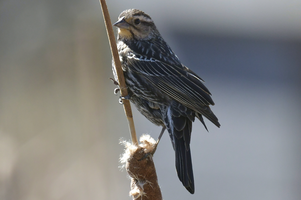 Early Spring at Washington Park Lake 16