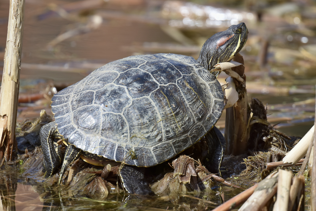 Early Spring at Washington Park Lake 18