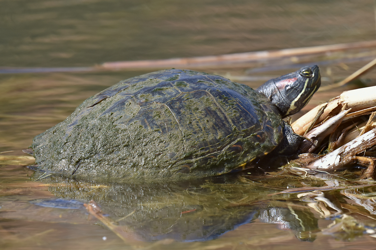 Early Spring at Washington Park Lake 19