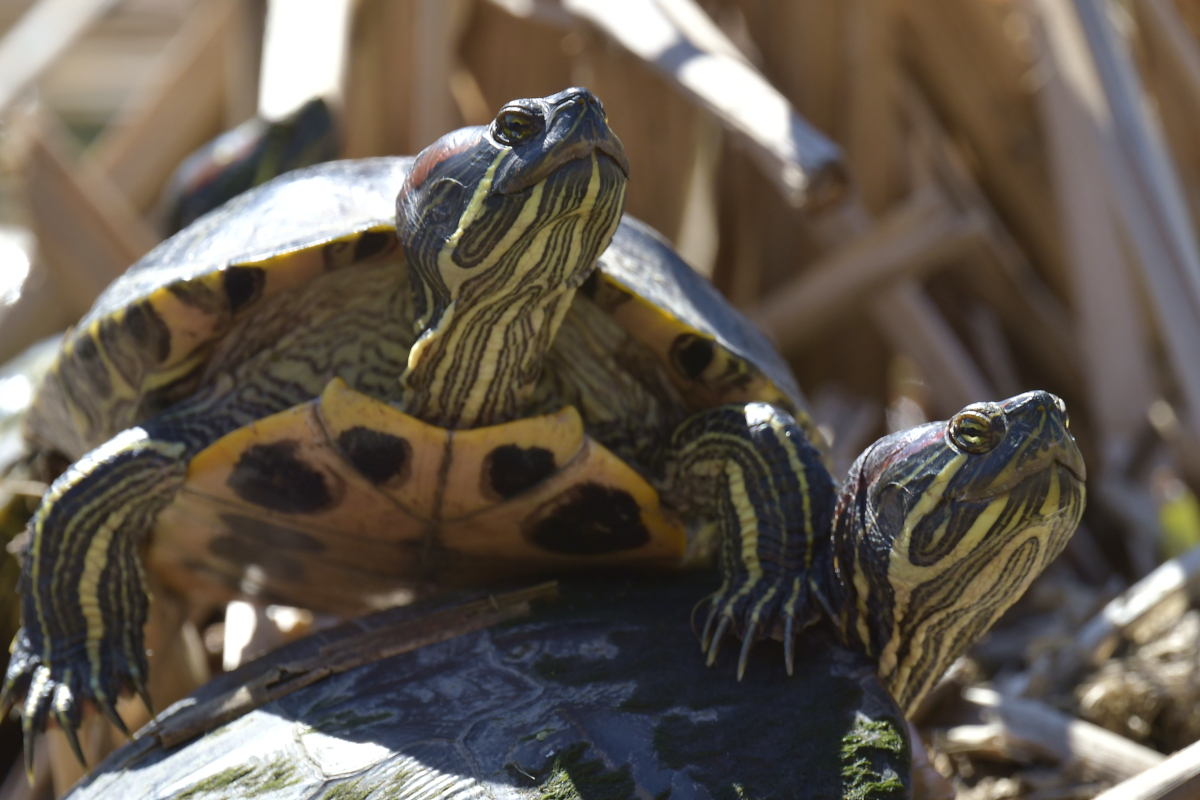 Early Spring at Washington Park Lake 21