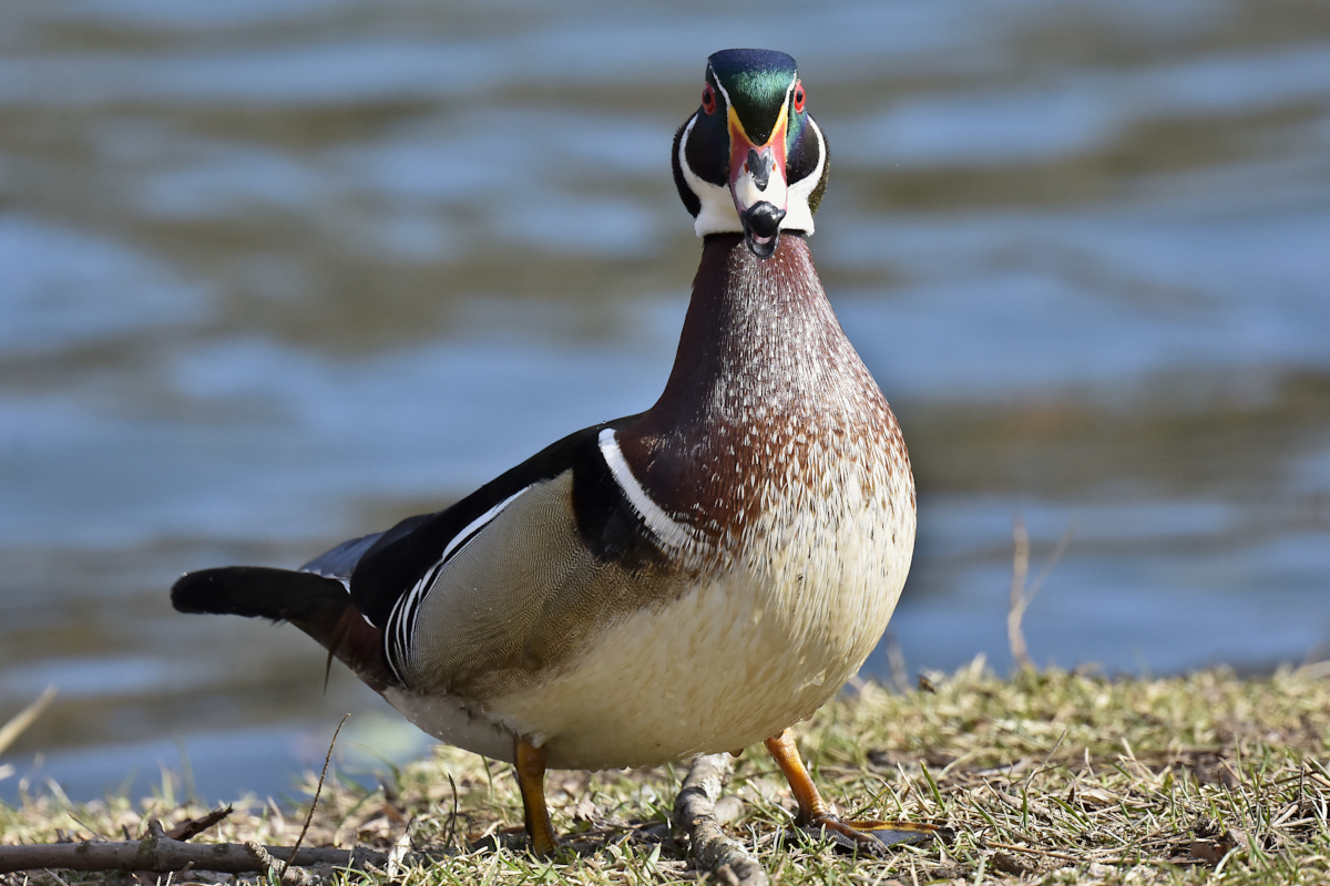 Early Spring at Washington Park Lake 22