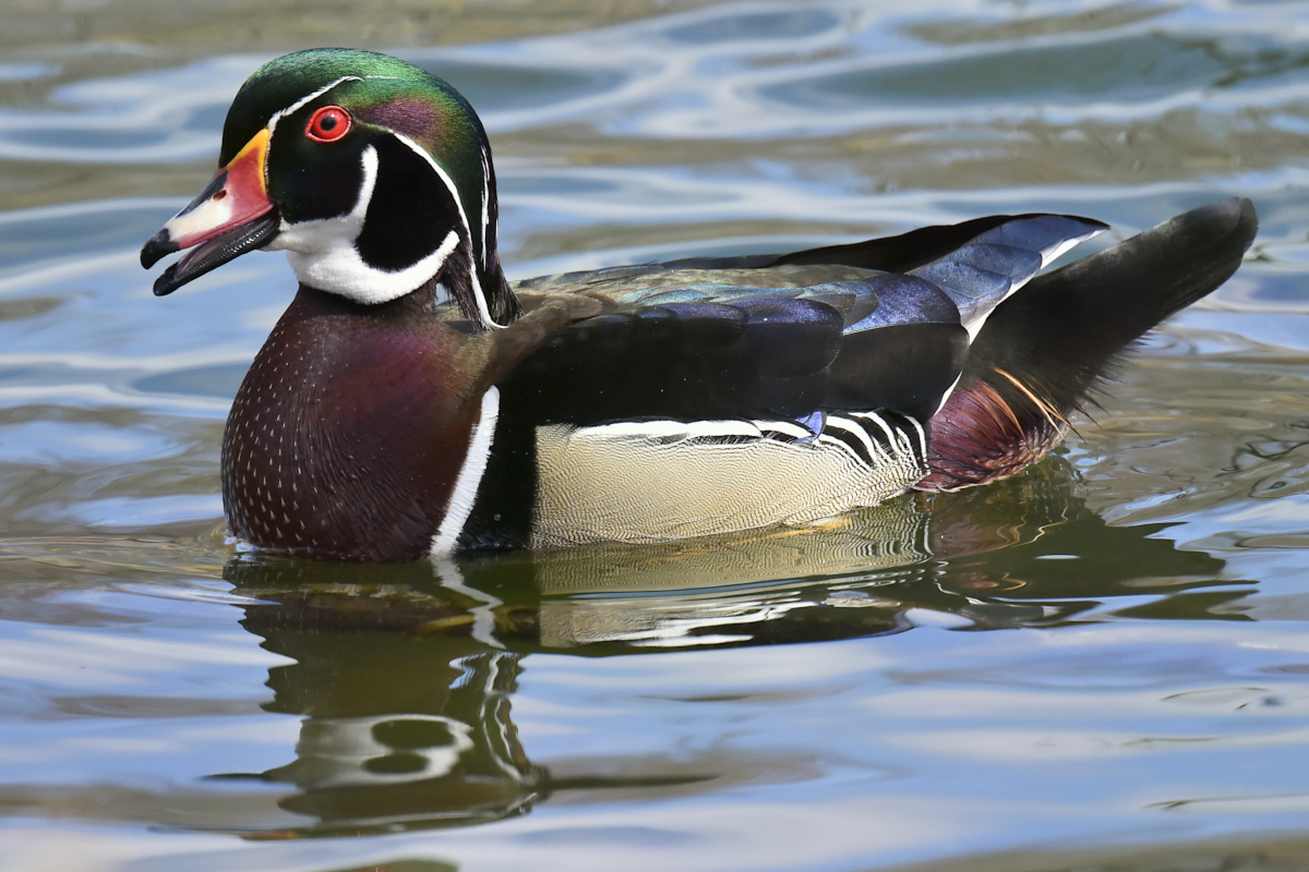 Early Spring at Washington Park Lake 23
