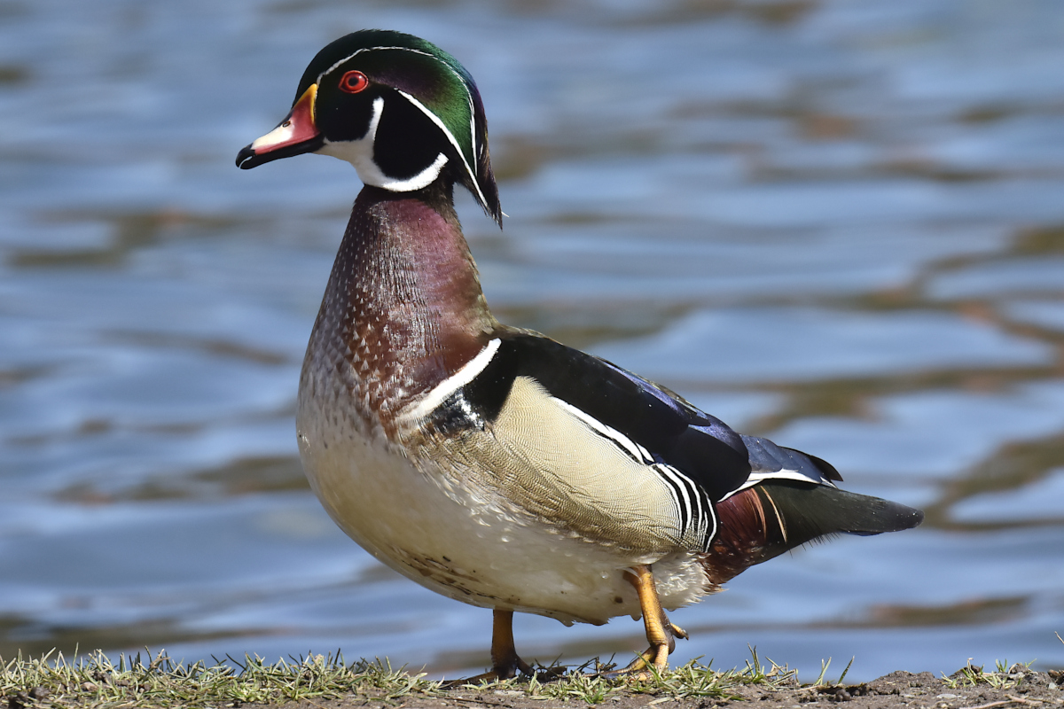 Early Spring at Washington Park Lake 24