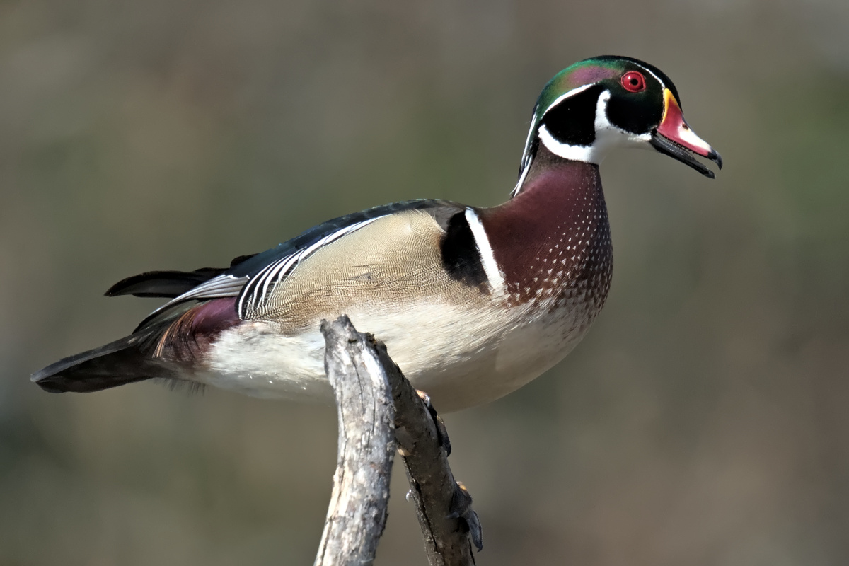 Early Spring at Washington Park Lake 25