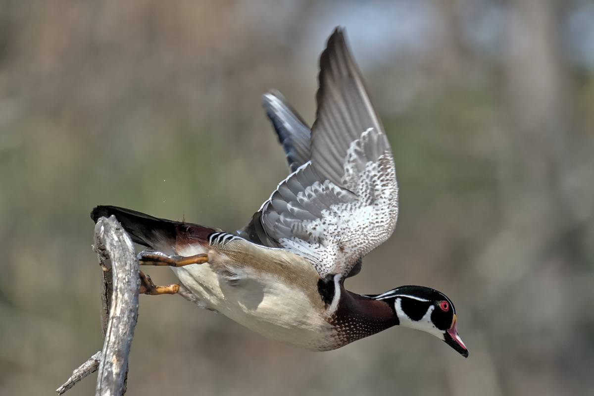 Early Spring at Washington Park Lake 26