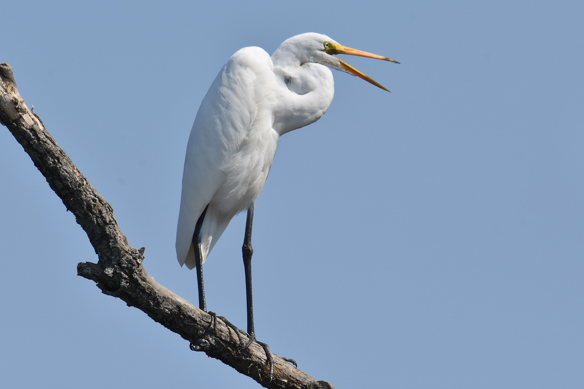 A Pair of Great Egrets (Stockport Flats) 02