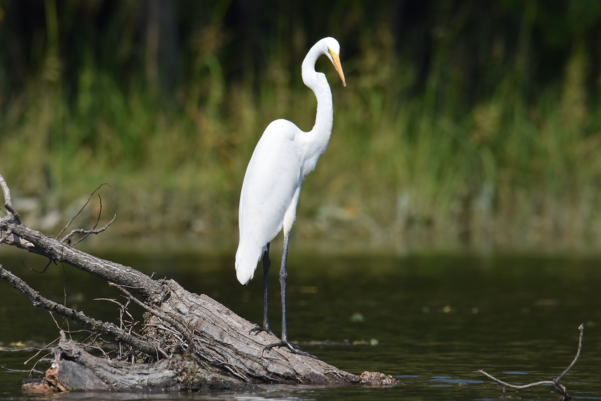 A Pair of Great Egrets (Stockport Flats) 03