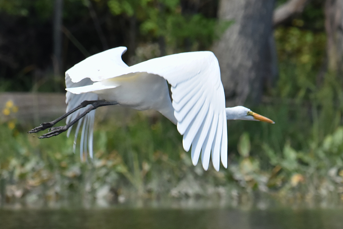 A Pair of Great Egrets (Stockport Flats) 05