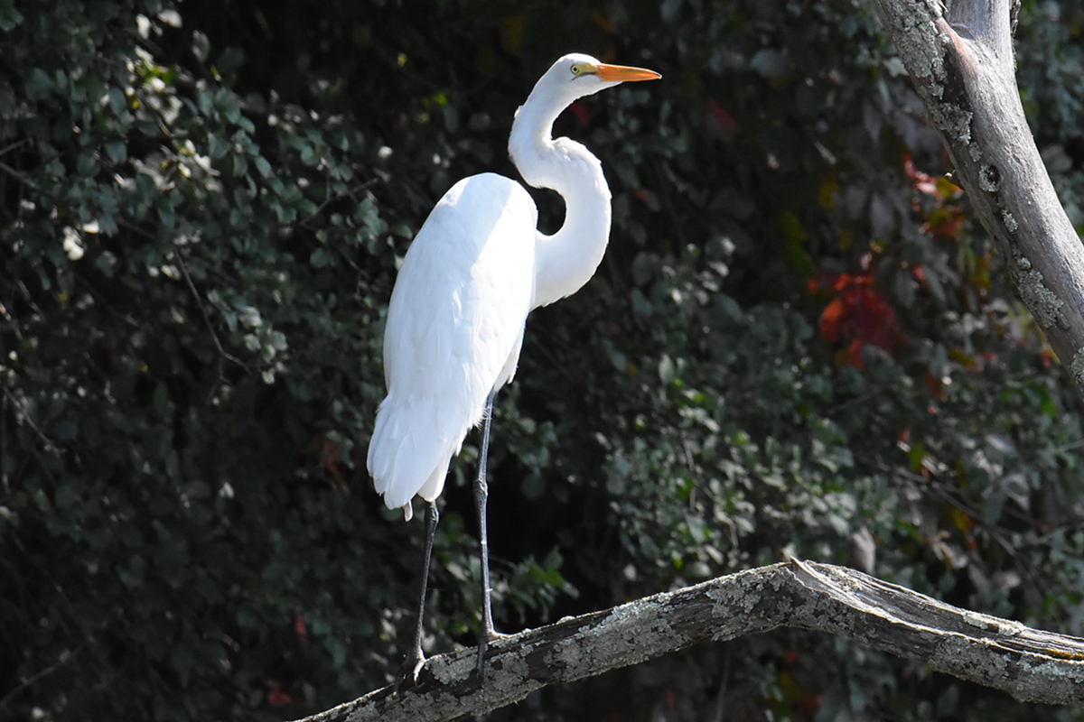 A Pair of Great Egrets (Stockport Flats) 08