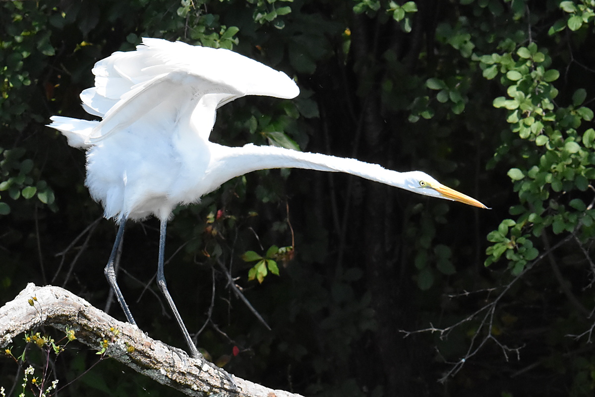 A Pair of Great Egrets (Stockport Flats) 09