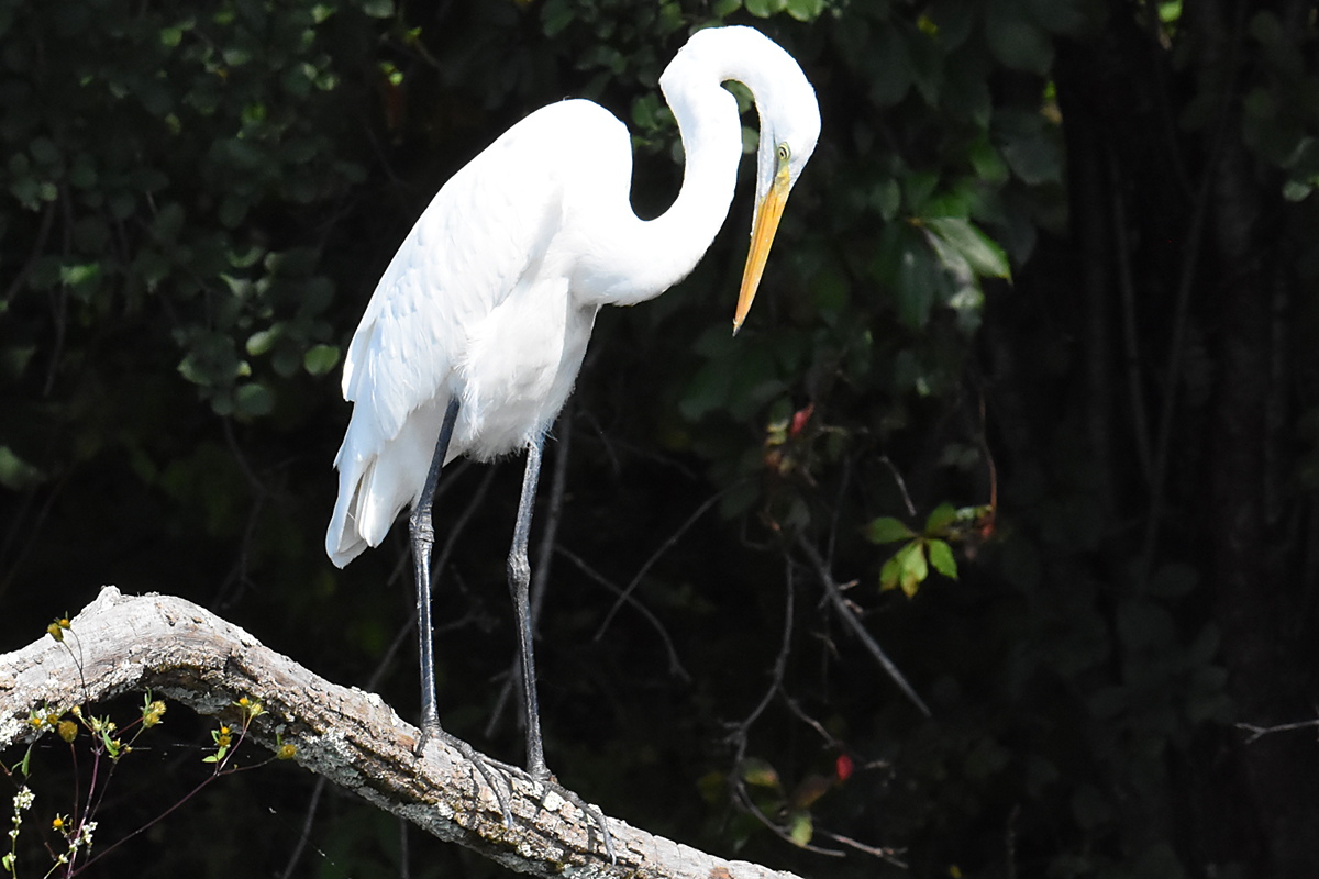 A Pair of Great Egrets (Stockport Flats) 10