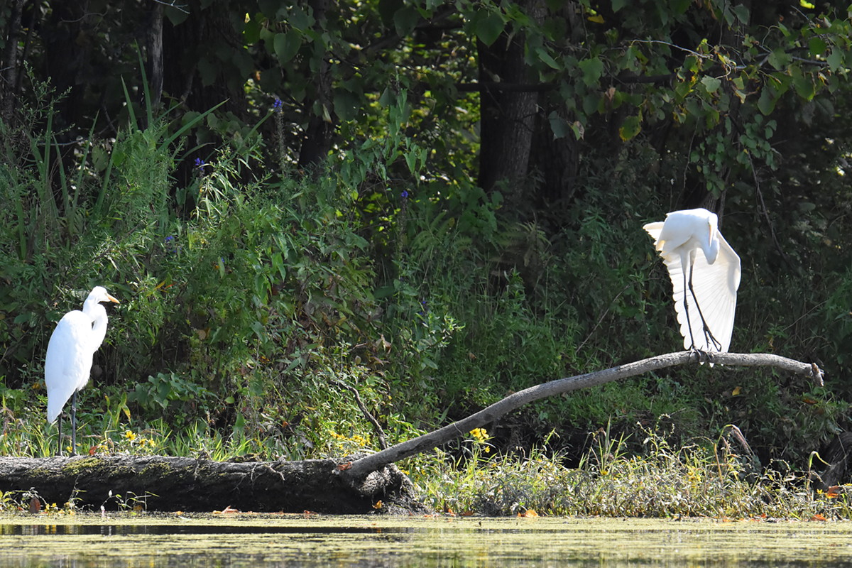 A Pair of Great Egrets (Stockport Flats) 11