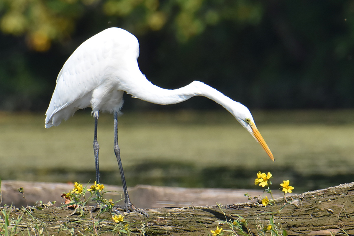 A Pair of Great Egrets (Stockport Flats) 12