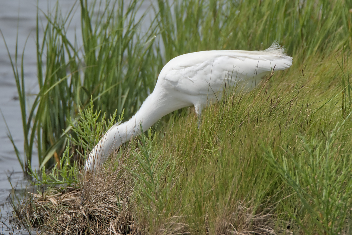 Summer of Egrets 03