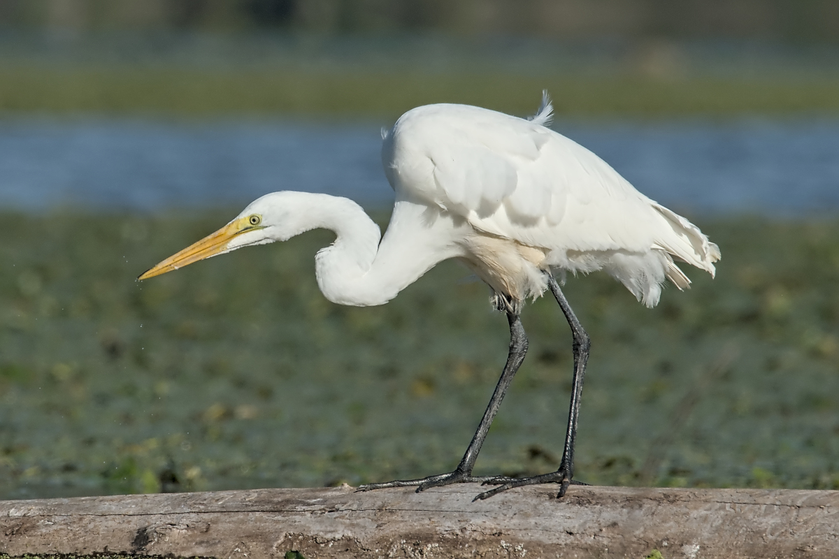 Summer of Egrets 58