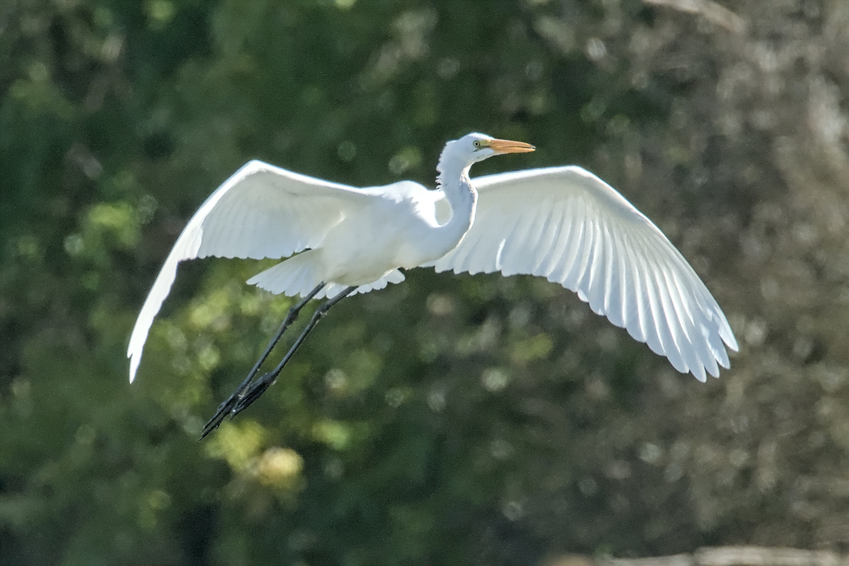 Summer of Egrets 59