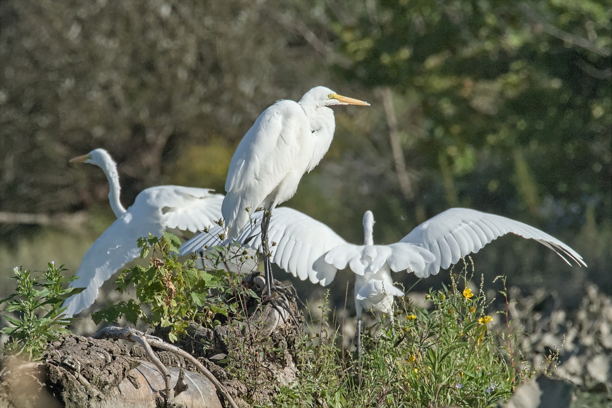 Summer of Egrets 60