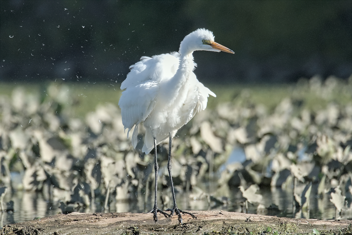 Summer of Egrets 61