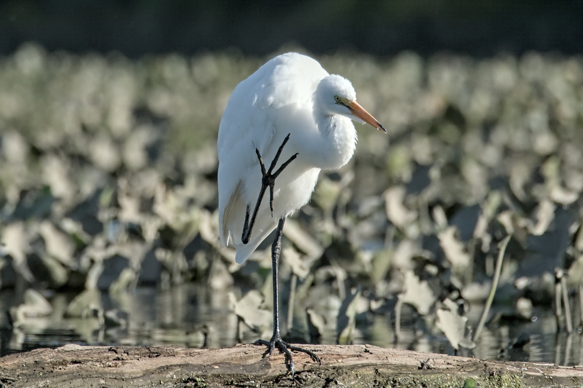 Summer of Egrets 62