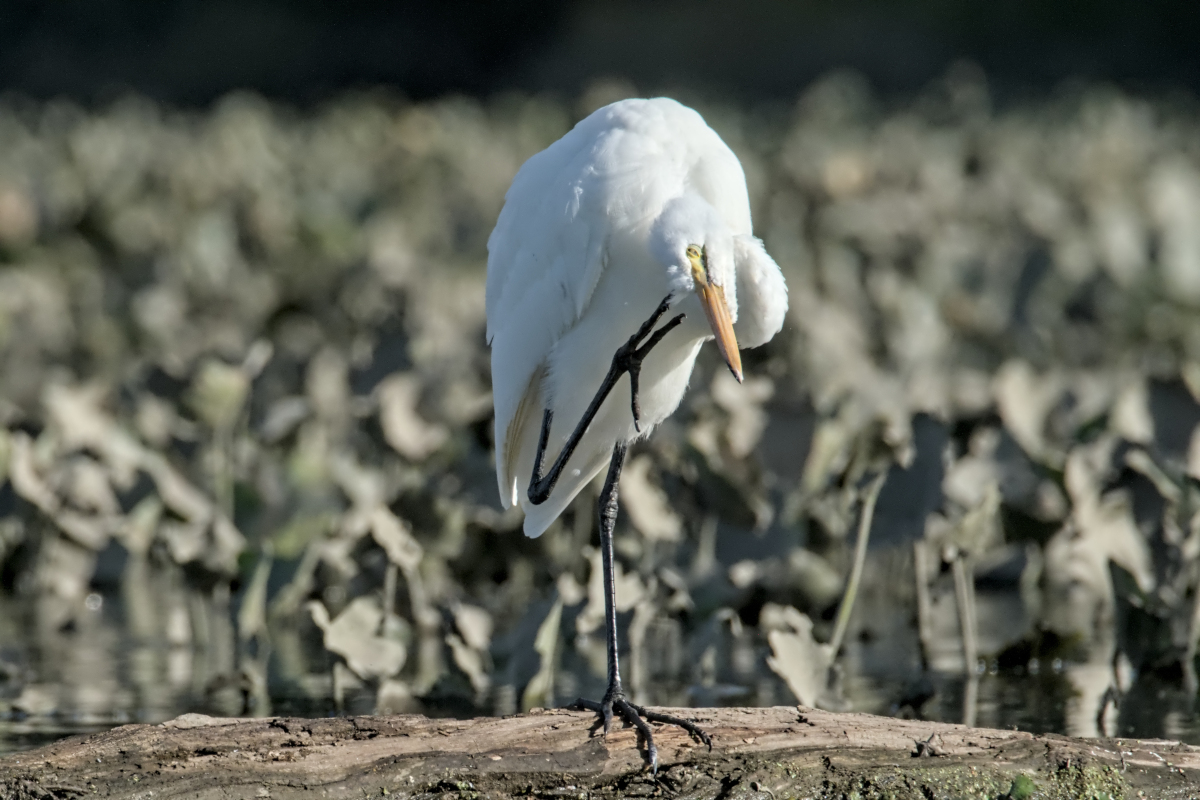 Summer of Egrets 63