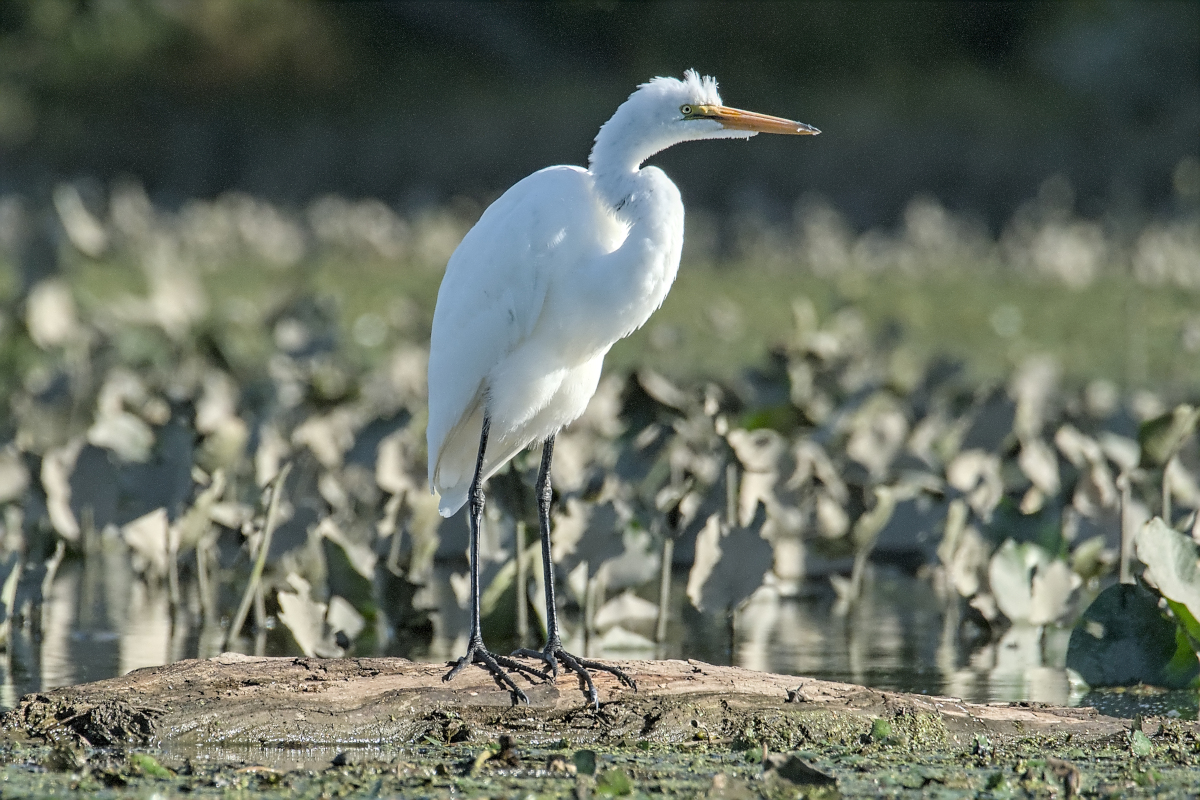 Summer of Egrets 64