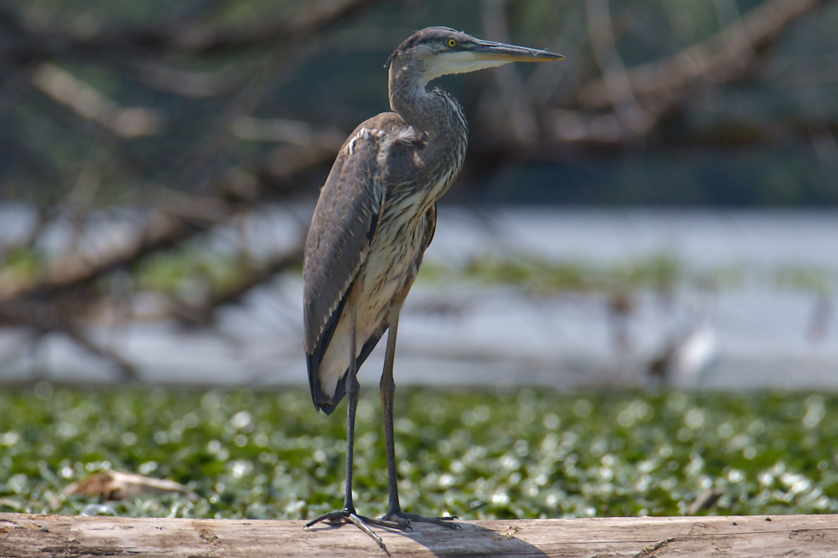 Stockport Flats Engagement (Rachel & Adriano) 03