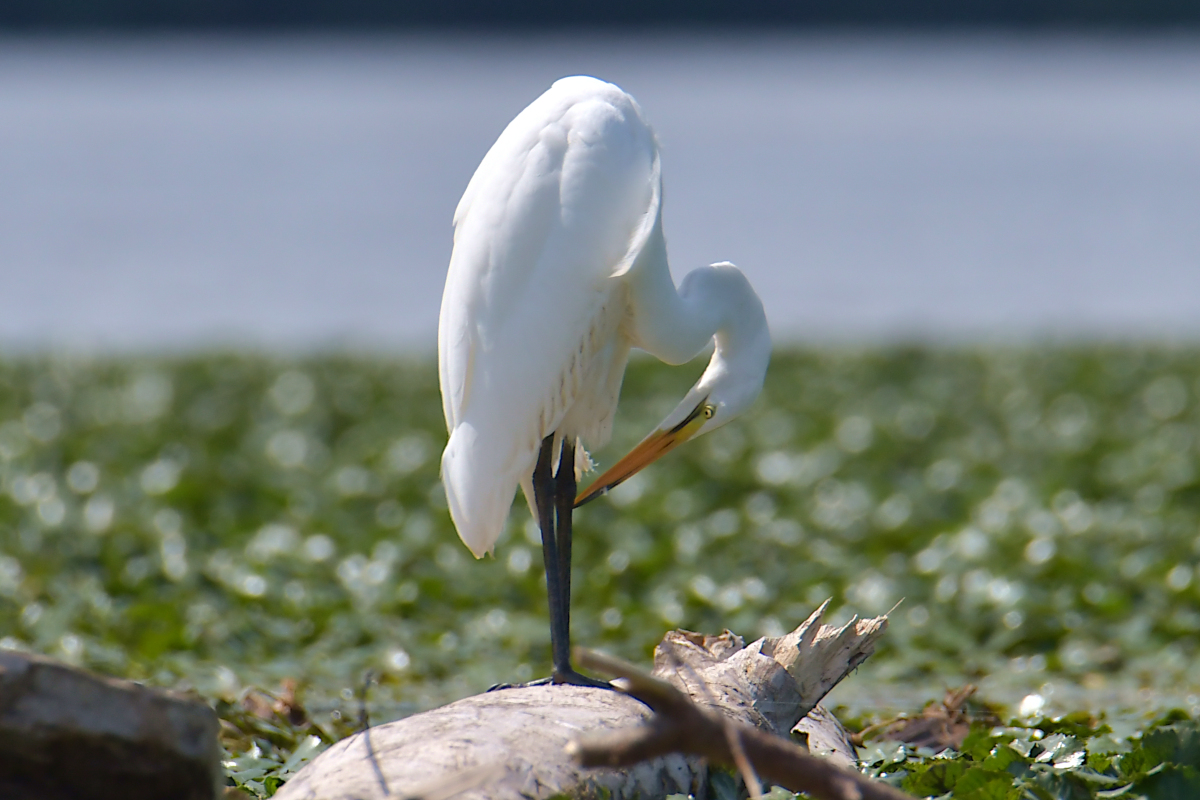 Stockport Flats Engagement (Rachel & Adriano) 04