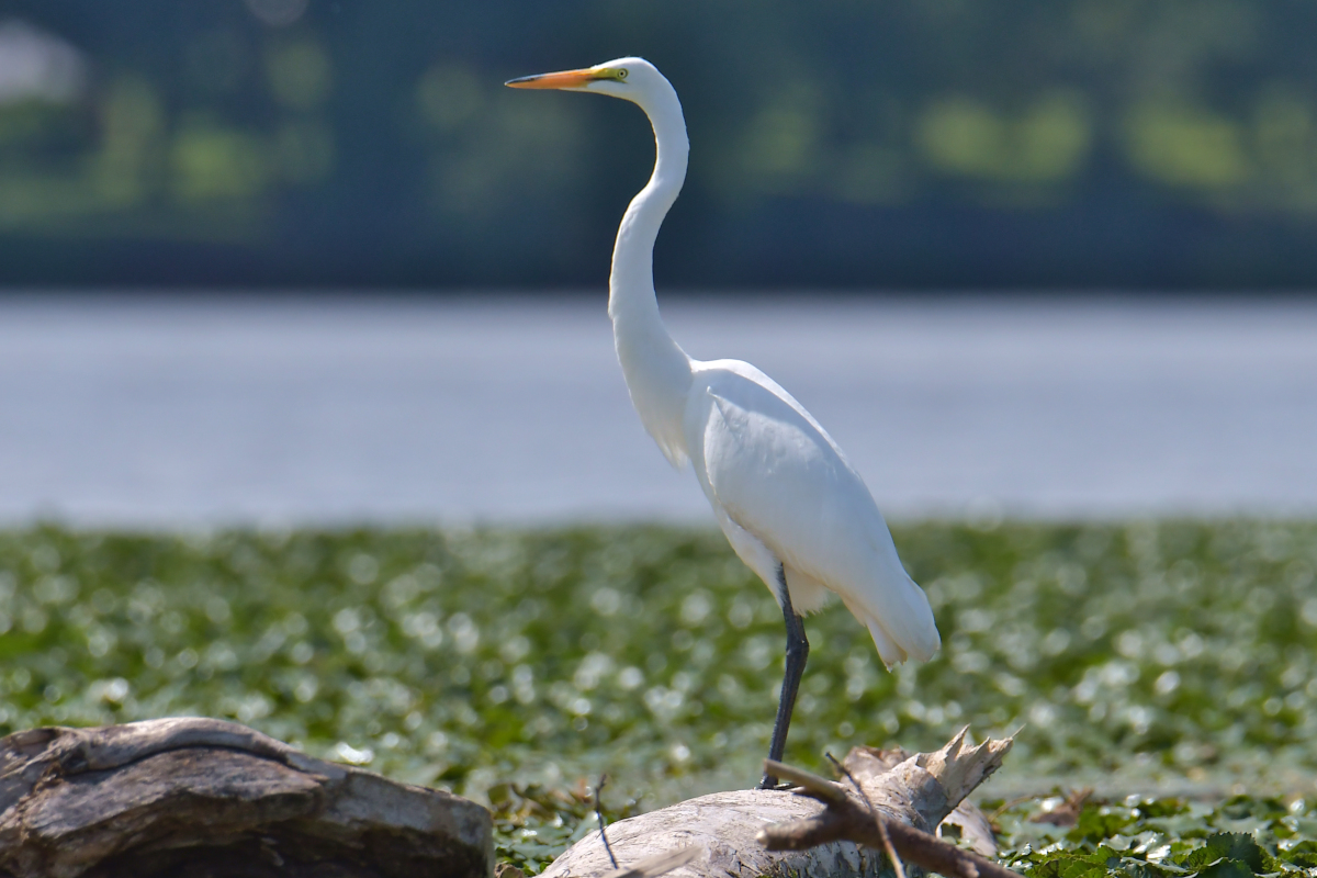 Stockport Flats Engagement (Rachel & Adriano) 05